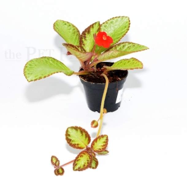 Episcia reptans